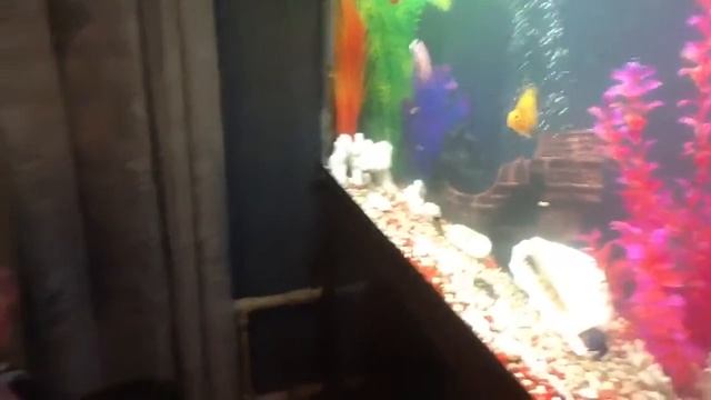 Алиса и дедушка кормят рыбок смотреть онлайн