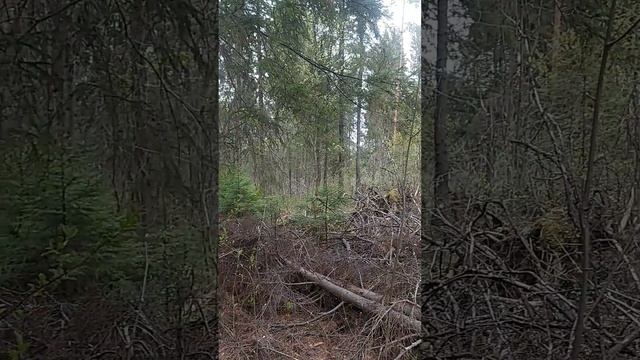 Уход в Лес - духовная практика. смотреть онлайн