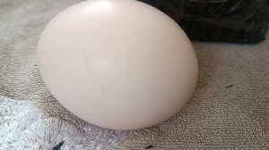 Инкубировать без переворота!