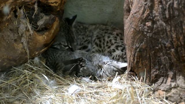 Geoffroy's cat family grooming смотреть онлайн