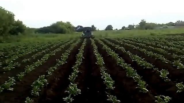 Первое окучивание картофеля 2