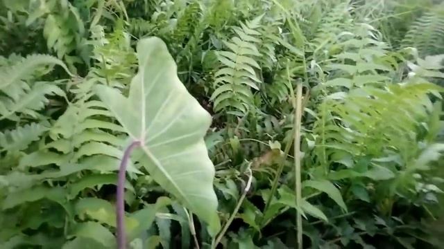 |||DAPUR AYU||| RESEP SAYUR PAKIS ALA MASAKAN CINA//DARI RAWA SARANGNYA ULAR KOBRA смотреть онлайн
