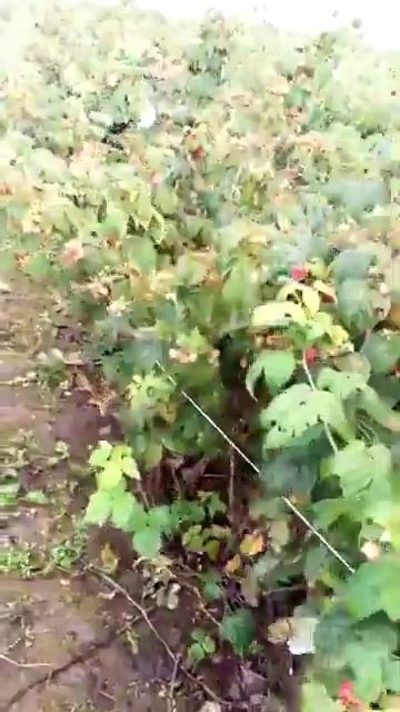 Малина Еріка - Raspberry variety Erika смотреть онлайн