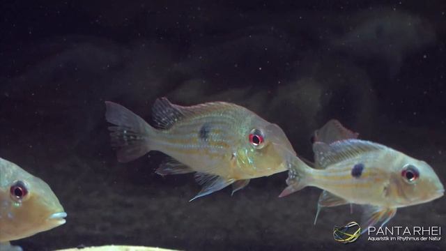 The real Geophagus surinamensis (Redstriped Eartheater) from Suriname and French Guiana. смотреть онлайн