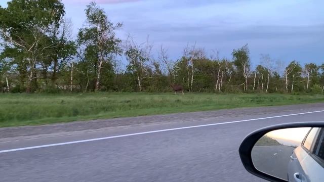Лось на дороге смотреть онлайн