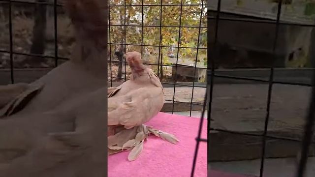 Вы такого не видели! Двухчубые голуби. Tauben. Pigeons. Palomas. Pombos. 비둘기. کبوترها. الحمائم. смотреть онлайн