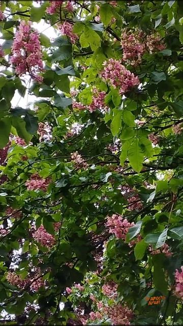 Необычный декоративный#каштан #весна #цветы#beautiful #flowers #spring#chestnut #tree
