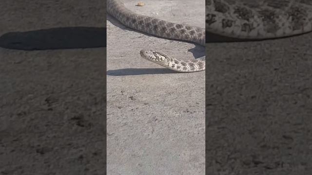 Eceli gelen yılan balkonda guneşlenirmis 🤣 смотреть онлайн