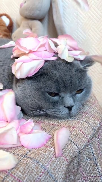 В моём сердце навсегда 🌈 смотреть онлайн