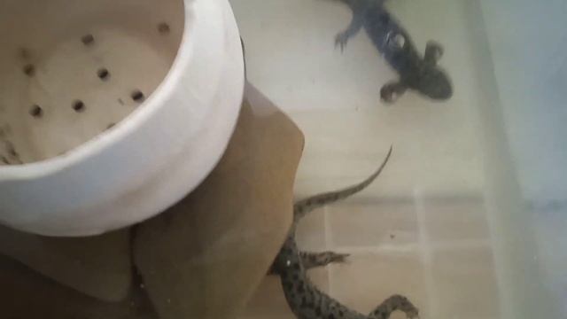 Кормление испанских тритонов, куриным мясом. смотреть онлайн