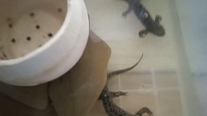 Кормление испанских тритонов, куриным мясом.