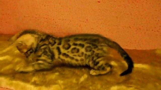 ЭКЗОТИКА У ВАС ДОМА смотреть онлайн