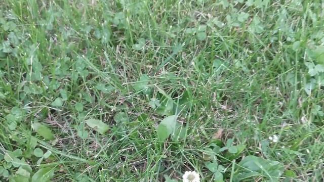 4 leaf clover смотреть онлайн