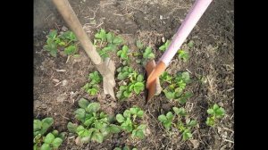 О пересадке клубники весной