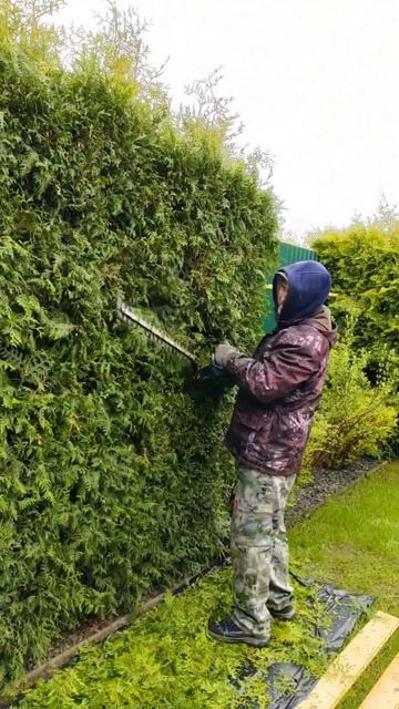 Живая изгородь из туи. Стрижка изгороди в мае. #шорт #diy #ландшафт #туя #топиарий #тольятти смотреть онлайн