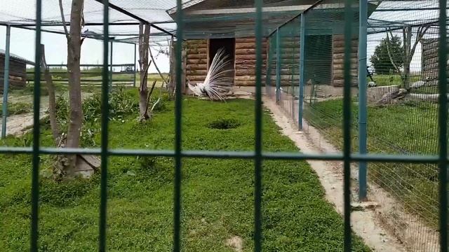 ШКОЛА ОКОНЧЕНА! ПОЕЗДКА В БИОПАРК 