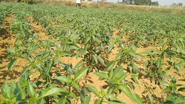 Miraculan PGR के बारे में पूरी जानकारी || Miraculan Plant growth Regulator смотреть онлайн