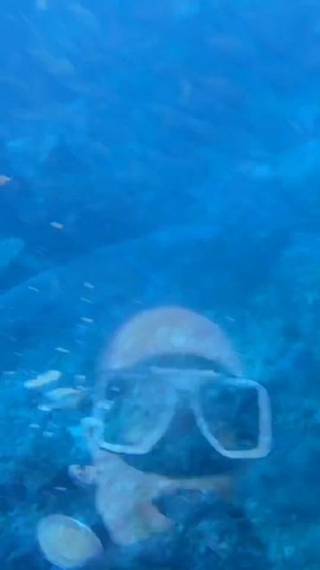Scuba diving in a school of Jacks, Sharks, Turtles and Barracuda at Sipadan Island Malaysia 🇲🇾 смотреть онлайн