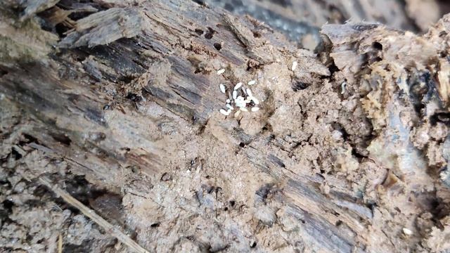 Wild Native Nylanderia colony смотреть онлайн