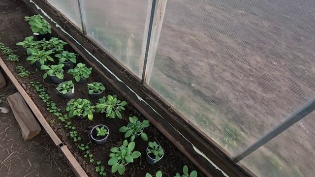 Борзота какая... Кино натуральное... смотреть онлайн