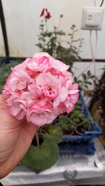 Пеларгония Пинк Лейс, рекомендую! смотреть онлайн