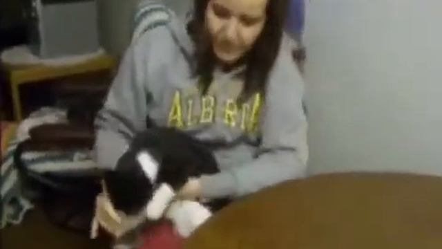 Смешные кошки в воде, ЭПИЧЕСКИЕ смотреть онлайн