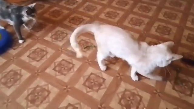 Кот Даня первый раз в жизни попробовал укроп)))!! смотреть онлайн