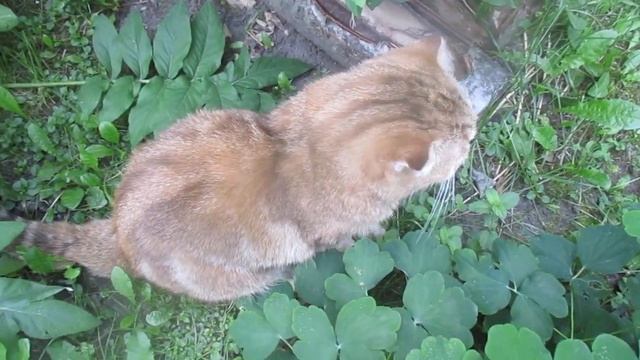 Кошка вышла погулять... смотреть онлайн