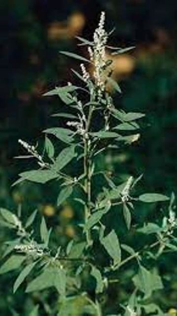 Вы не поверите...ЛЕБЕДА! Сибирское здоровье. смотреть онлайн