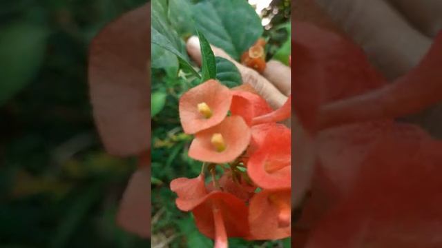 Chinese Hat Or Cup And Saucer