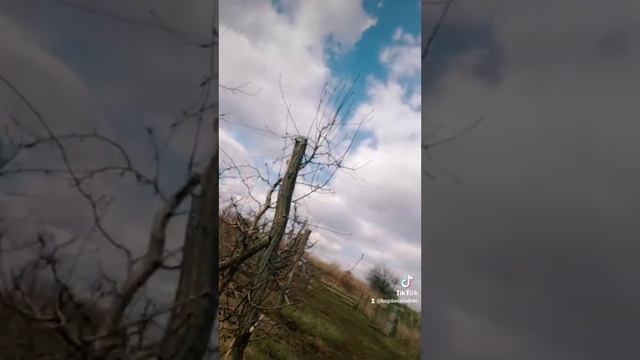 Перше викорінююче обприскування саду весною. смотреть онлайн