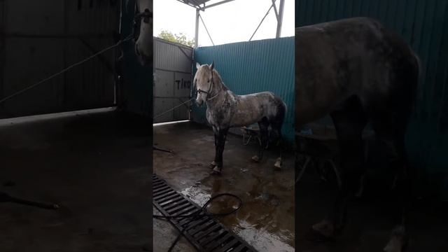 отини йувяткан электрик смотреть онлайн
