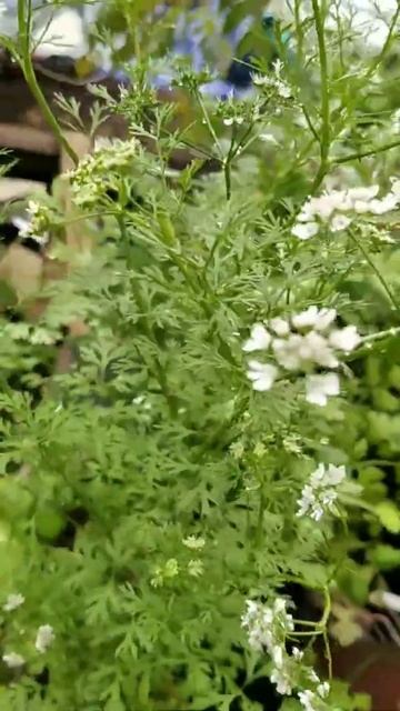 the bloom coriander flowers смотреть онлайн