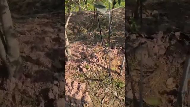 Mộc hương ta hoa vàng 0911451210 смотреть онлайн