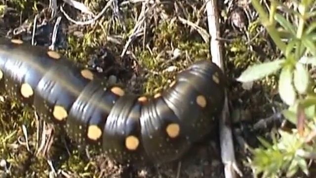 Hyles gallii lišaj svízelový housenka смотреть онлайн