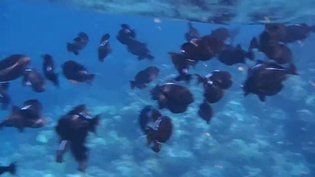 Black Durgons at Maui смотреть онлайн