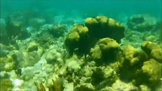 Grand Cayman Snorkel 2013 смотреть онлайн