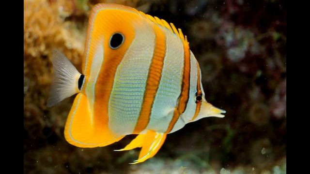 Aquarte — Freshwater butterflyfish смотреть онлайн