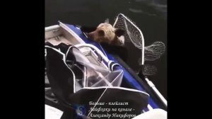 Рыбалка. Маленький медвежонок чуть не утонул в реке