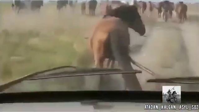 Айбатты айғыр... Строптивый жеребец... смотреть онлайн
