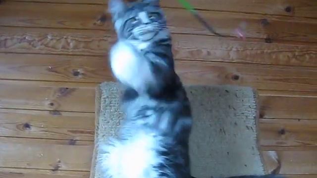 Котик мейн кун Нестор смотреть онлайн