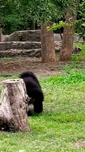Bear 🐻#shortvideo #youtubeshort #viral #tranding #viralvideo#subscribe #please_subscribe_my_channel смотреть онлайн