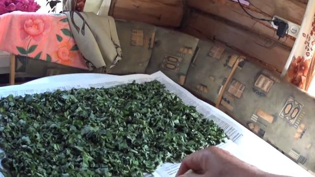 Сушение петрушки в июльскую жару 7 июля 2020 смотреть онлайн