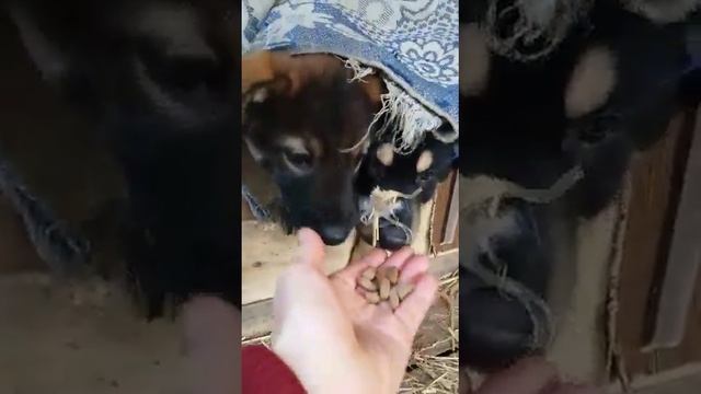 #собаки #щенки #йошкарола #марийэл смотреть онлайн