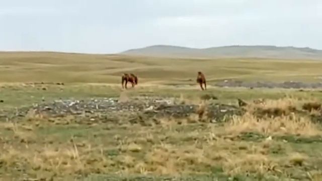 Разборки жеребцов😁💪 смотреть онлайн