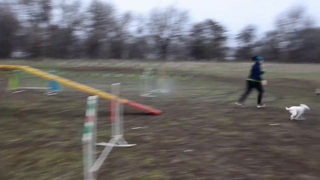 Трасса аджилити.  Тиса.