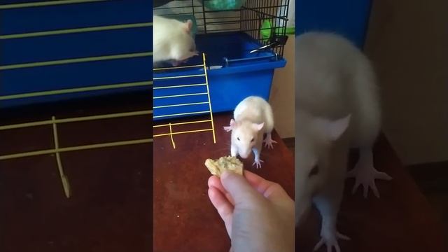 овсяноблин грызут смотреть онлайн