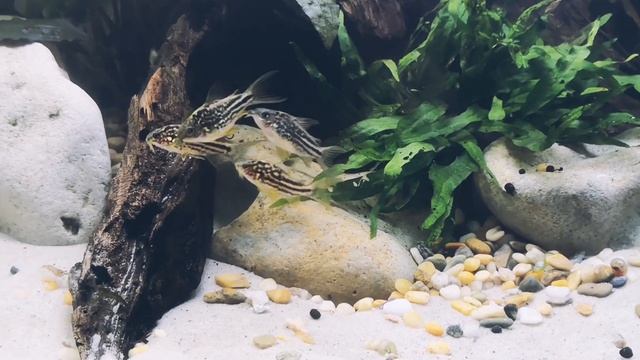 Corydoras nanus Nanus-Panzerwels смотреть онлайн