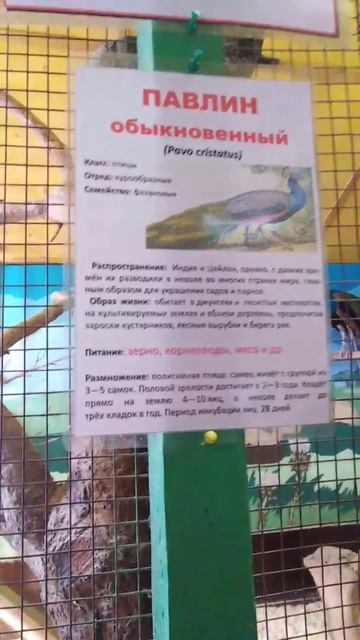 Оглушительный крик смотреть онлайн