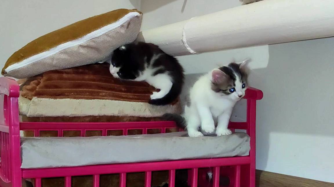 Котенок, помоги мне достать подушку. Весёлые котята. смотреть онлайн